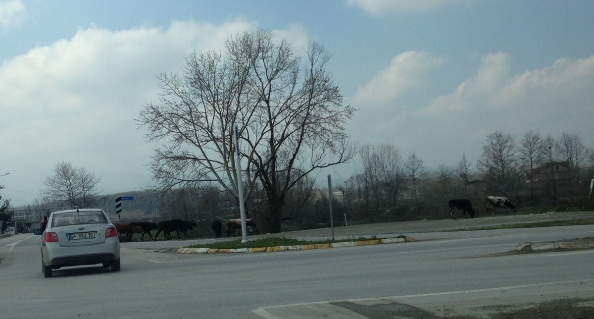 Havaların Isınmasıyla Tehlikede Artmaya Başladı