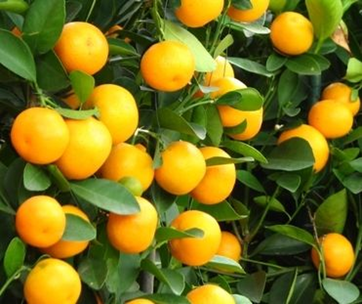 İstanbul\'un Zam Şampiyonu Mandalina
