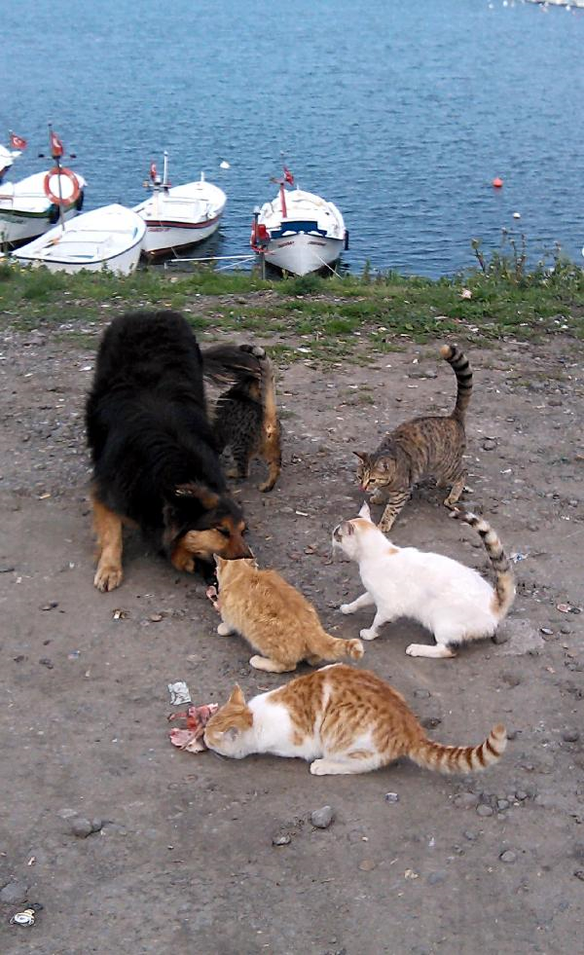 Kediler Arasında Bir Köpek