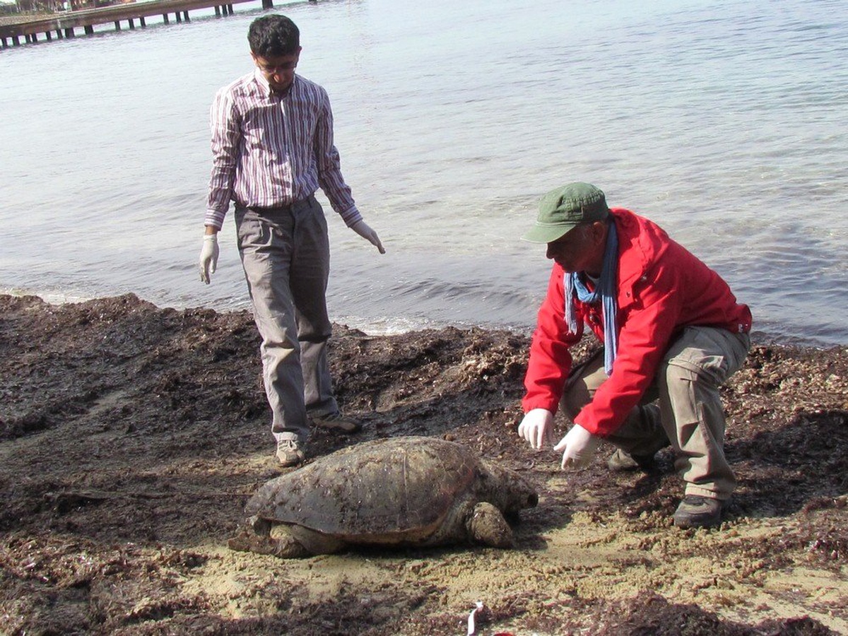Kuşadası Kadınlar Denizi Plajı\'nda Ölü Caretta Caretta Bulundu