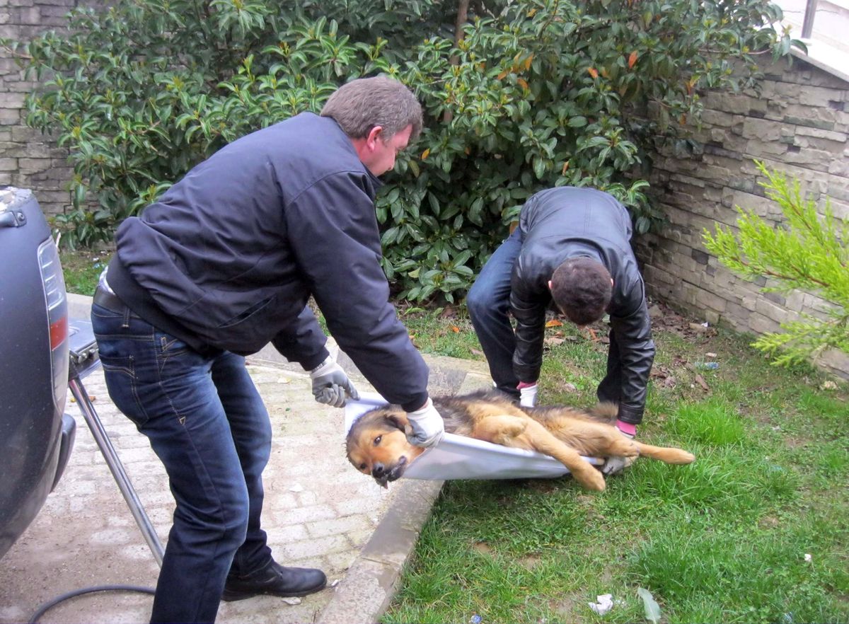 Yaralı Köpeklere Sedyeli Müdahale