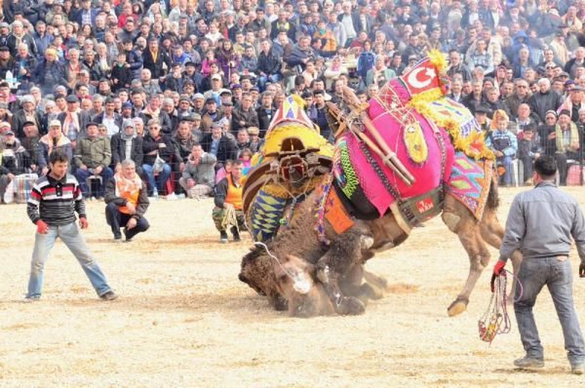 İzmir Kemalpaşa' da Deve Güreşi Heyecanı Kemalpaşa' da Deve Güreşi Heyecanı