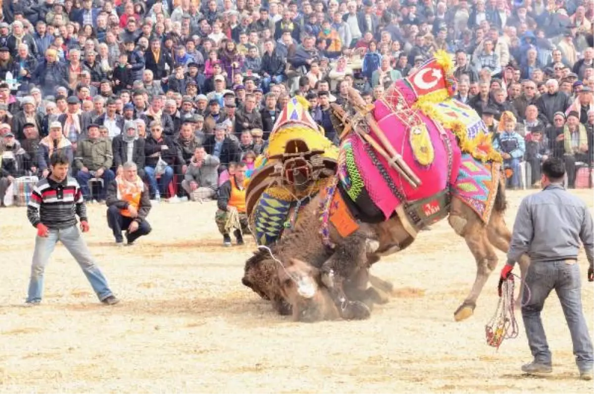 Kemalpaşa'da Deve Güreşi Heyecanı