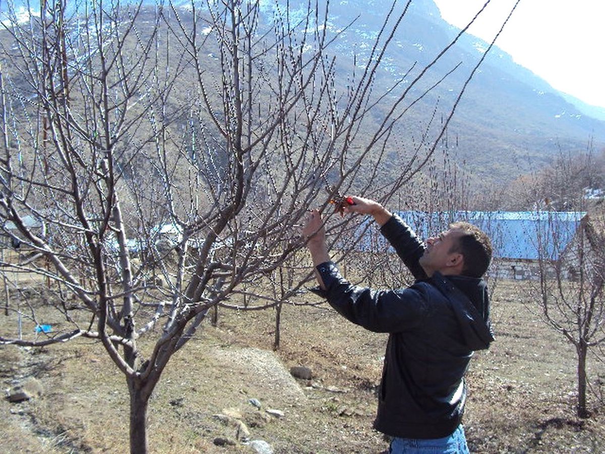 Sınırda Ağaç Budama Çalışması