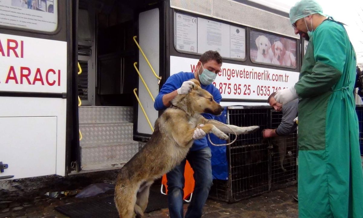 Erciş\'te Sokak Köpeklerini Kısırlaştırma Projesi