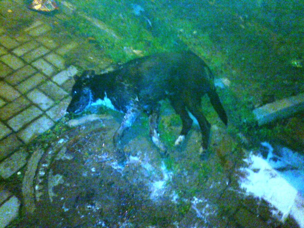 Gömeçte Sokak Köpeklerinin Zehirlendiği İddiası