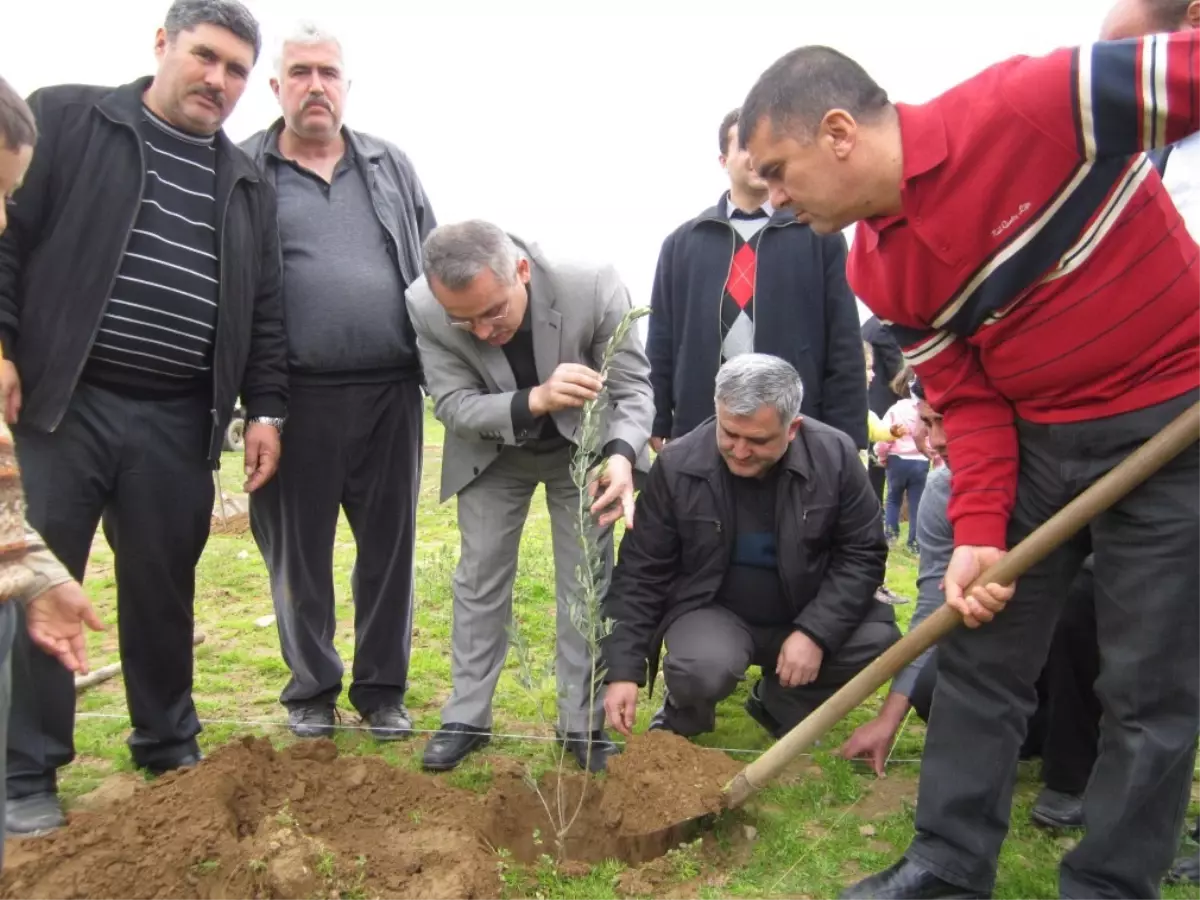 Hayırseverin Bağışladığı Araziye Zeytin Fidanı Dikildi