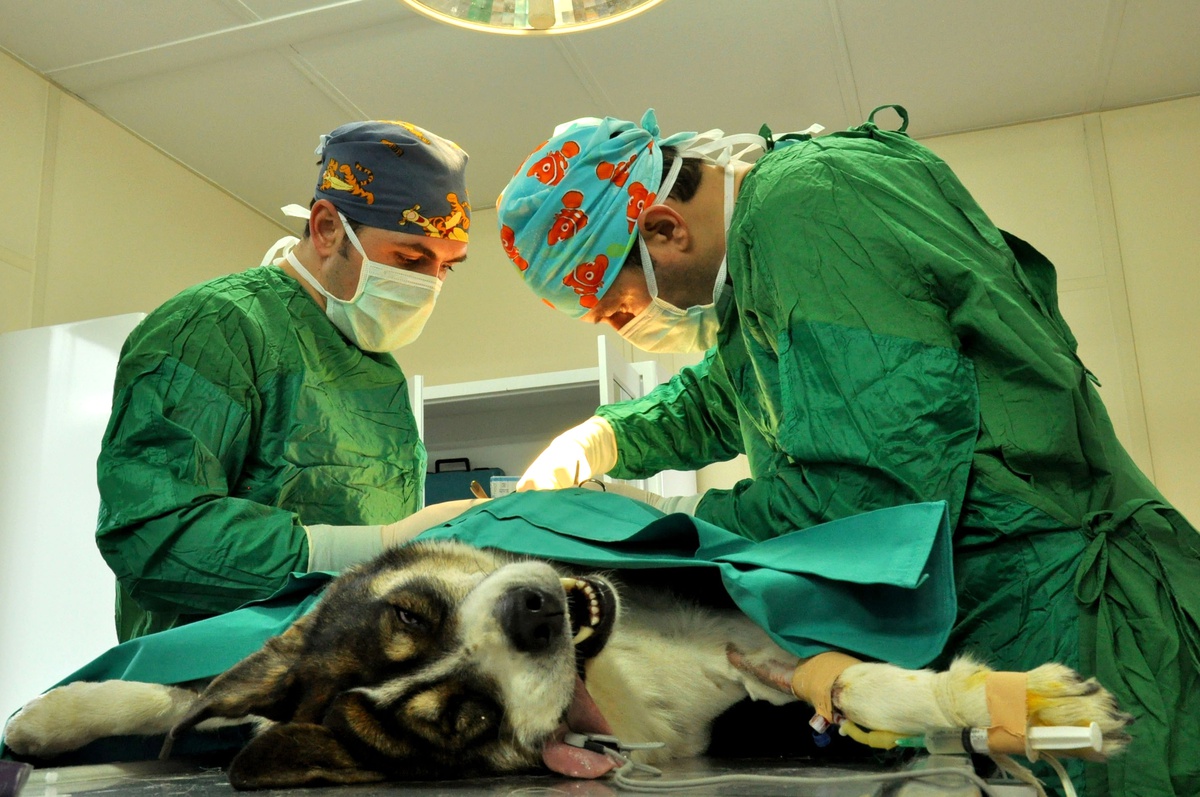 Karnından 13 Tümör Alınan Köpek Sağlığına Kavuştu