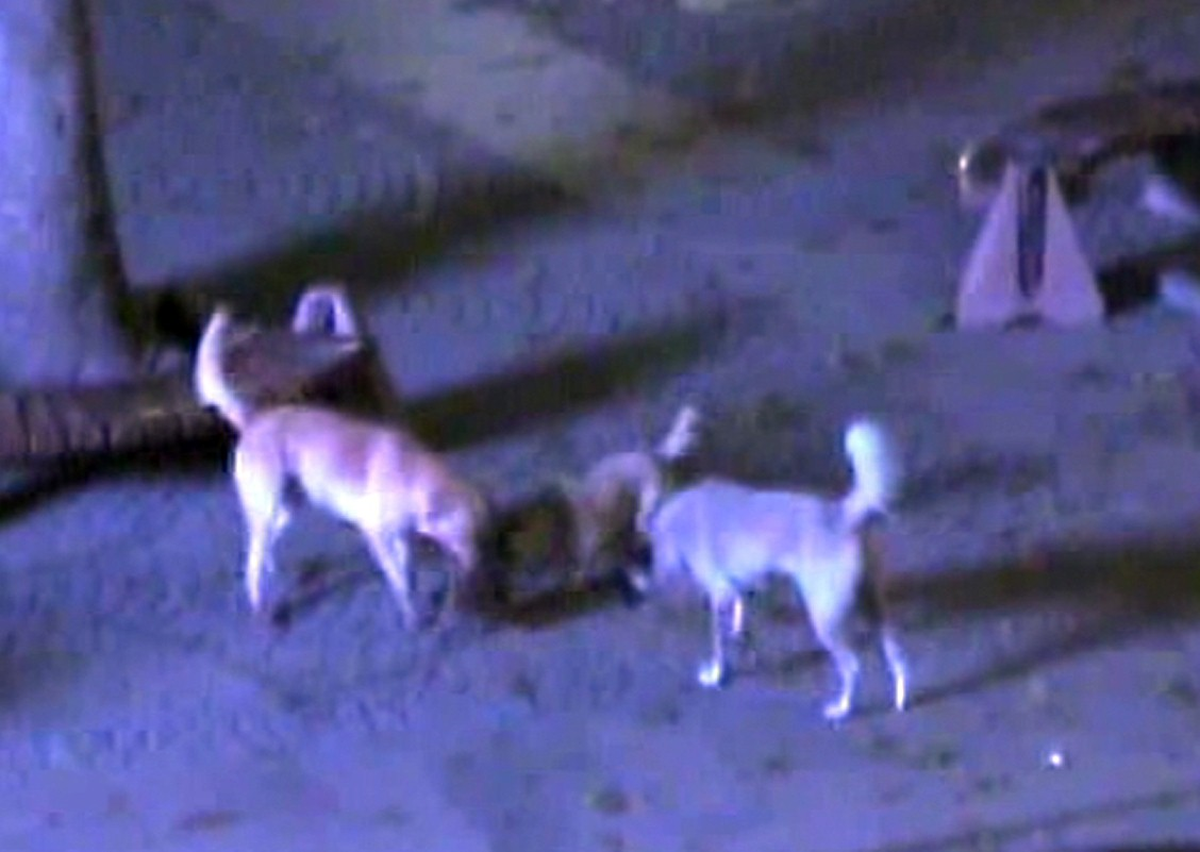 Köpekler Kediyi Parçaladı