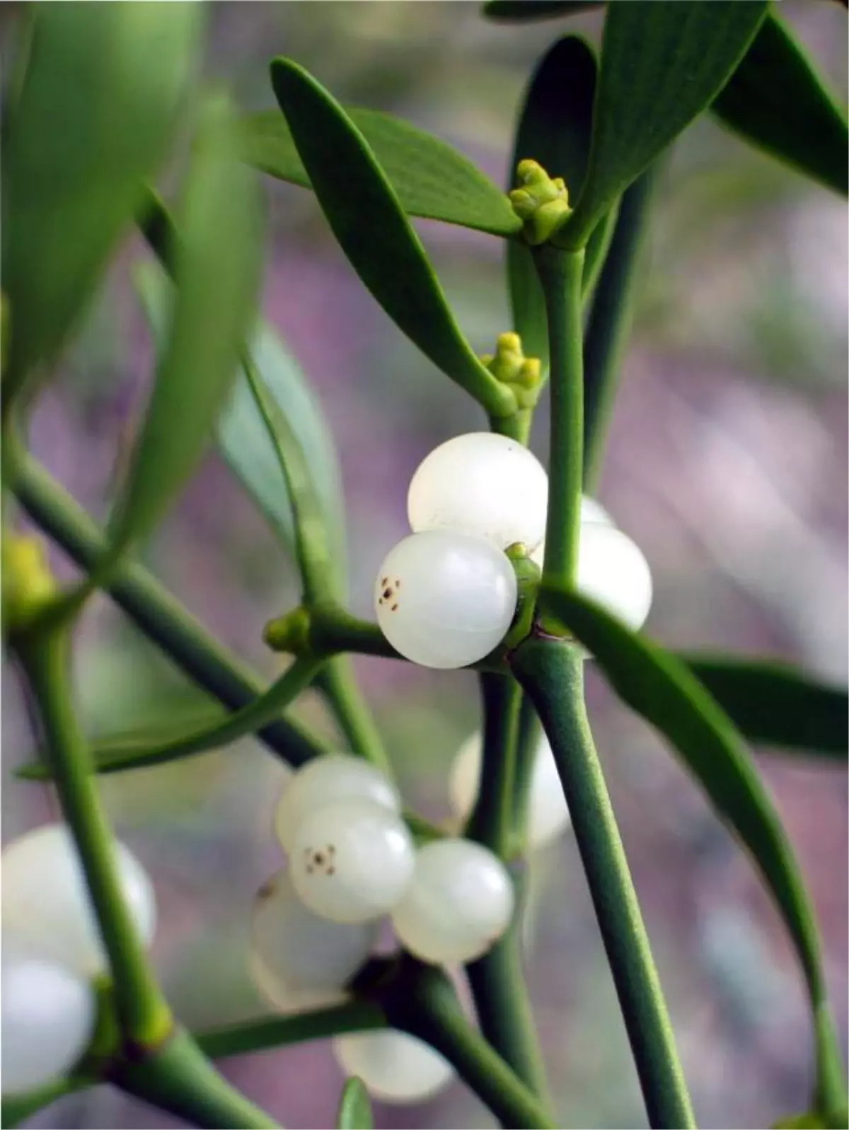 Tümörün Çaresi \'Ökse Otu\'nda