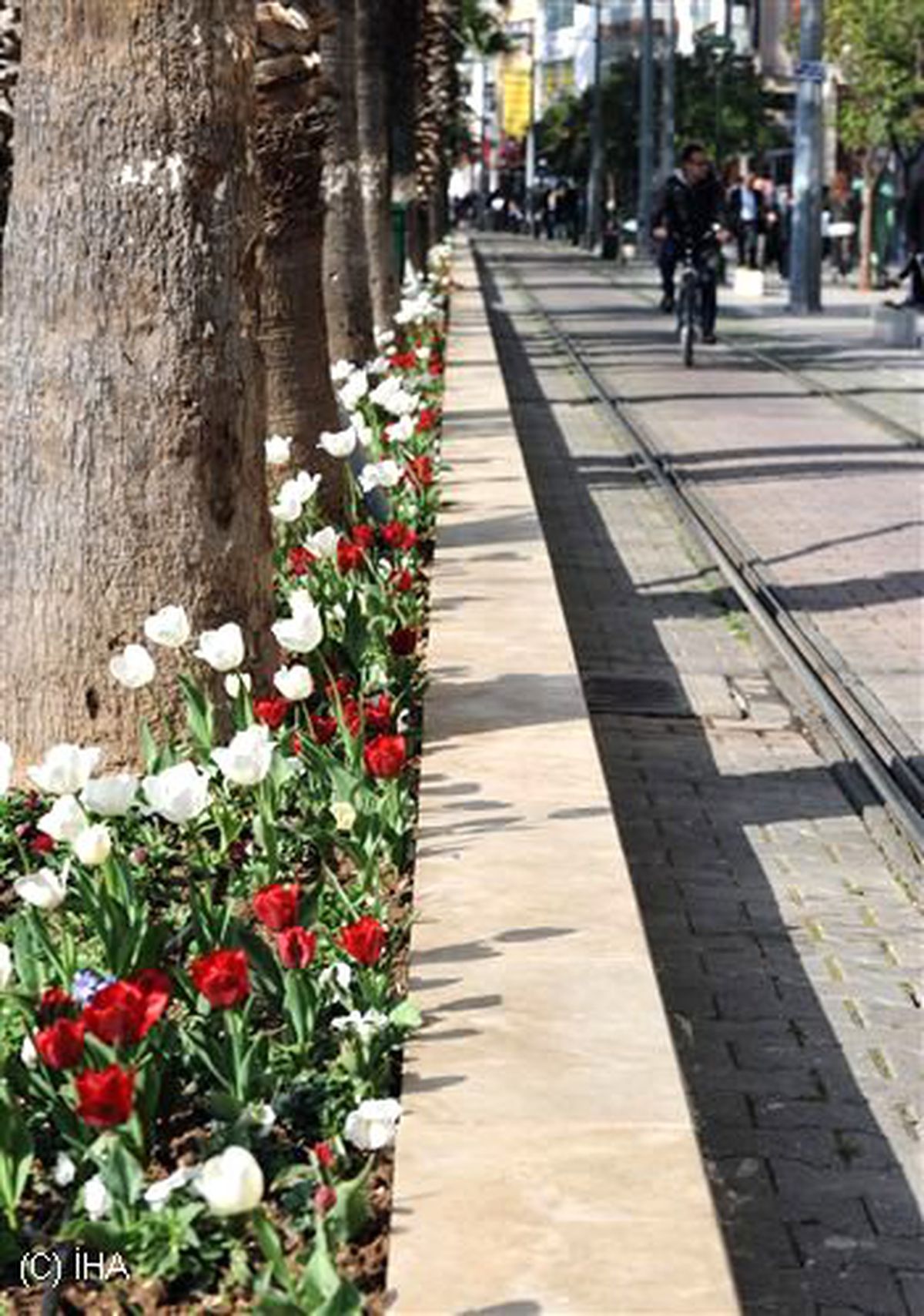 Büyükşehir Antalya\'yı Lale Bahçesine Dönüştürdü