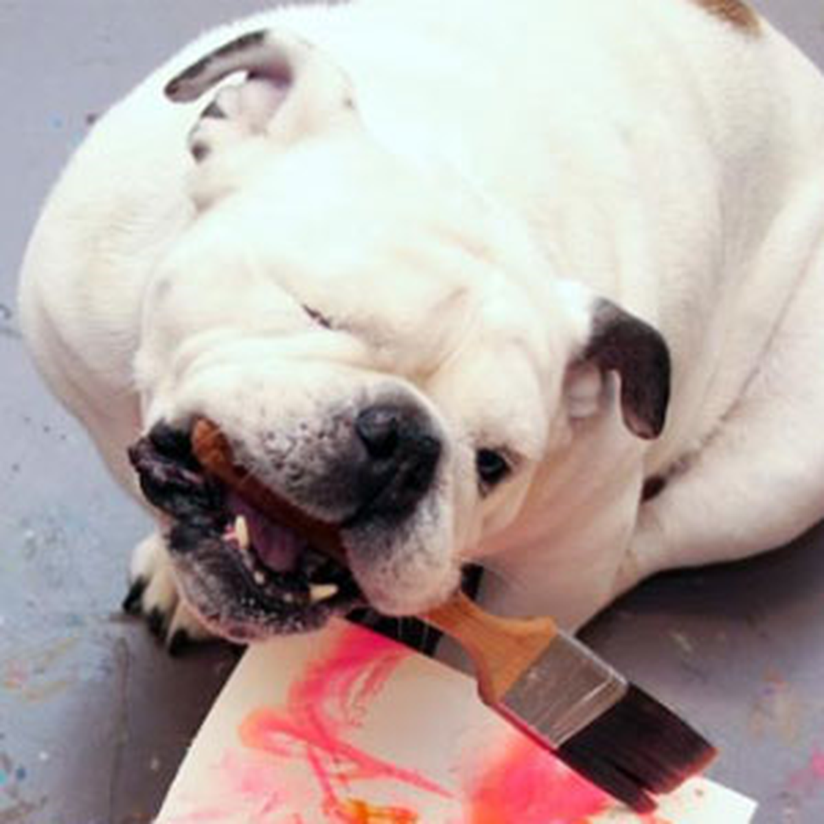 Tek Gözlü Ressam Köpek