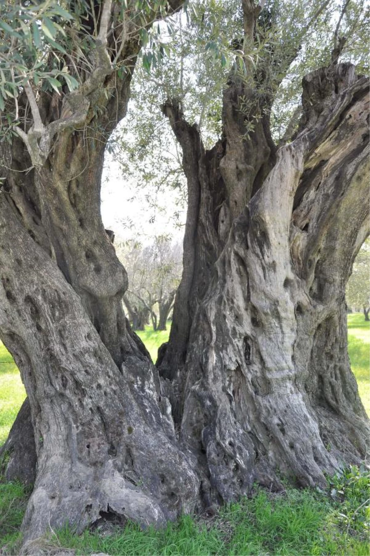 1650 Yıllık Zeytin Ağacı Tescillendi