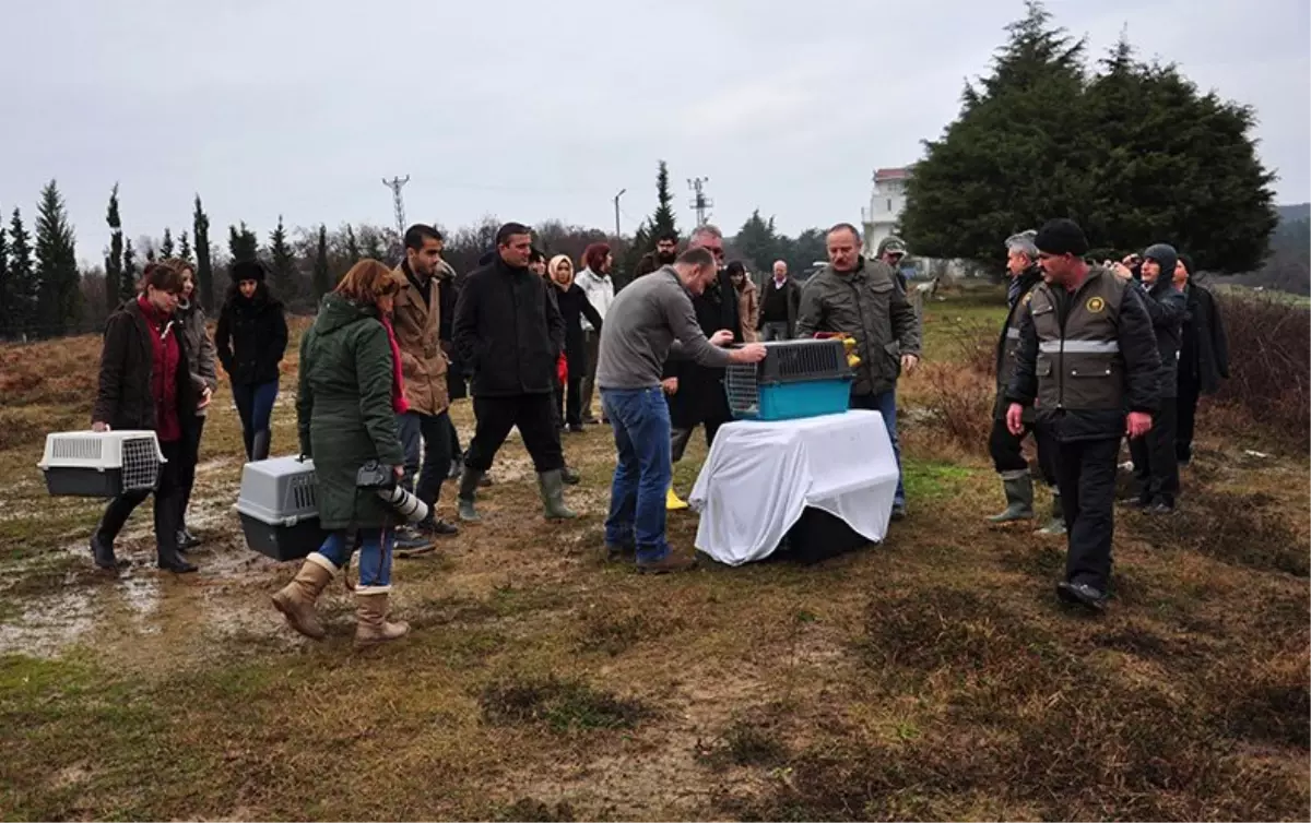 İstanbul Üniversitesi\'nde Tedavi Gören Yırtıcı Kuşlara Özgürlüğüne Kavuştu