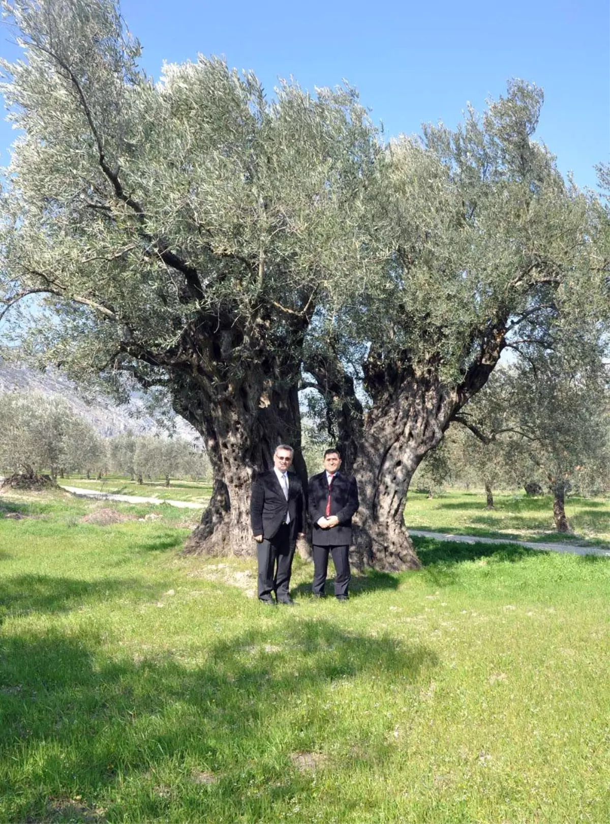 1650 Yaşındaki Zeytin Ağacı \'Anıt Ağaç\' Olarak Tescil Edildi