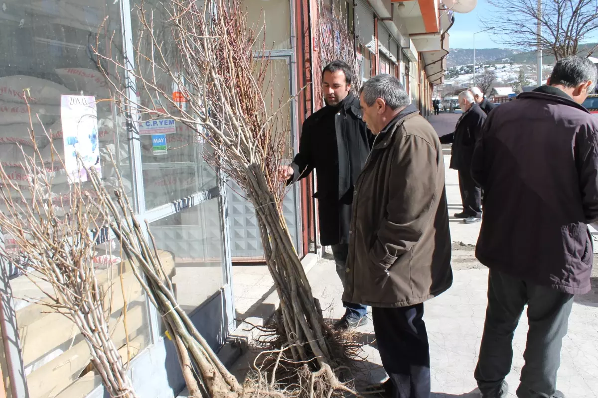 Akdağmadeni Ziraat Odası\'ndan Sertifikalı Fidan Satışı Başladı