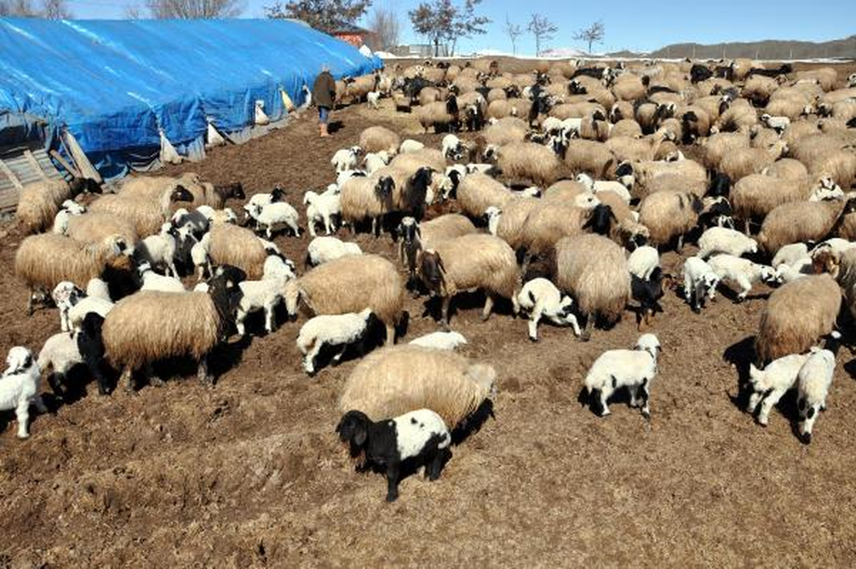 Bahar Geldi Koyunlar Kuzularla Buluştu