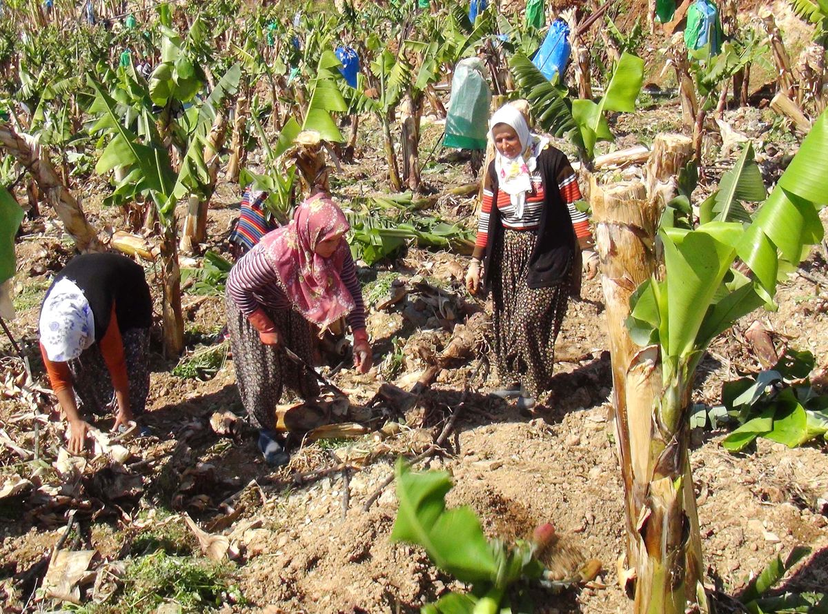 Muz Bahçelerinde Bahar Bakımı Başladı