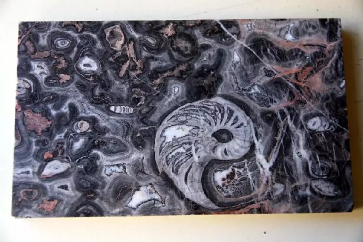 65 Milyon Yıllık Sehpa