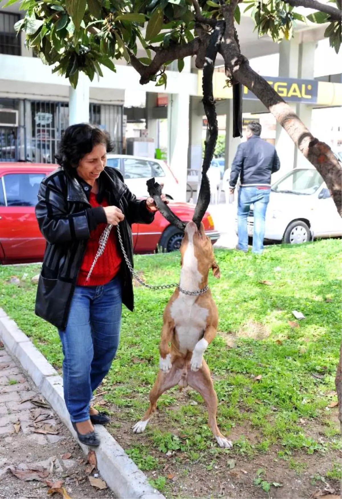 Oyun Oynayan Köpek Ağaçta Asılı Kaldı