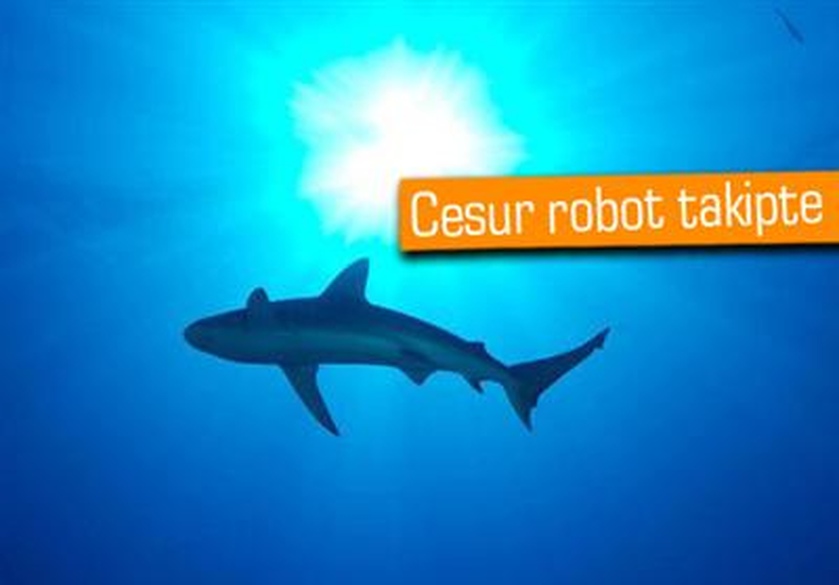 Teknoloji Köpekbalıklarının Peşine Düştü