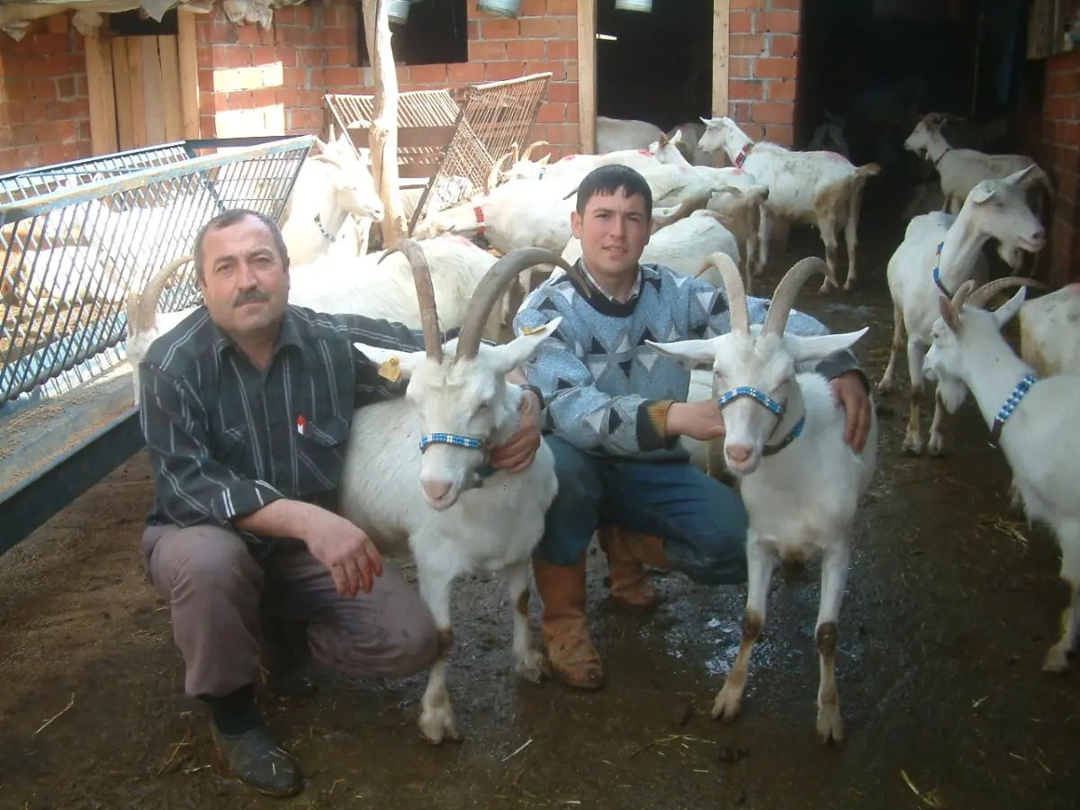 Keçilerin Süt Verimini Arttırdı