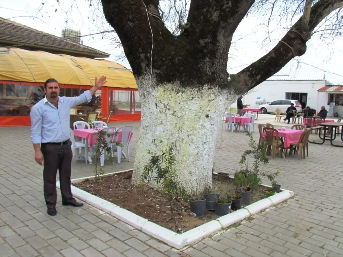 Arıkbaşı, Asırlık Çınarlarının Yol İçin Yok Olmasını İstemiyor