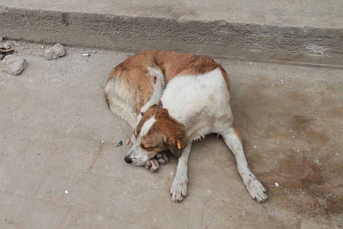 Yaralı Köpek İçin Vatandaşlar Seferber Oldu