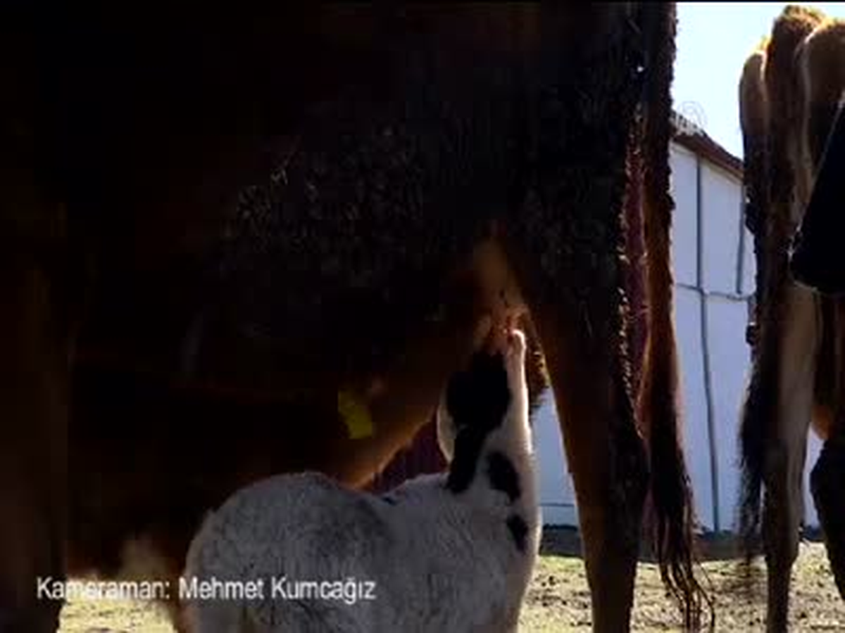 Annesinin Terk Ettiği Kuzuyu, İnek Emziriyor