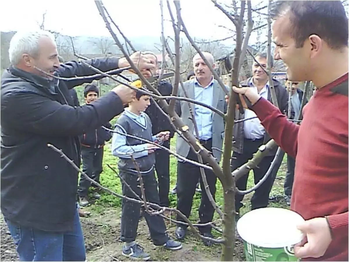 Çiftçilere Budama Eğitimi Verildi