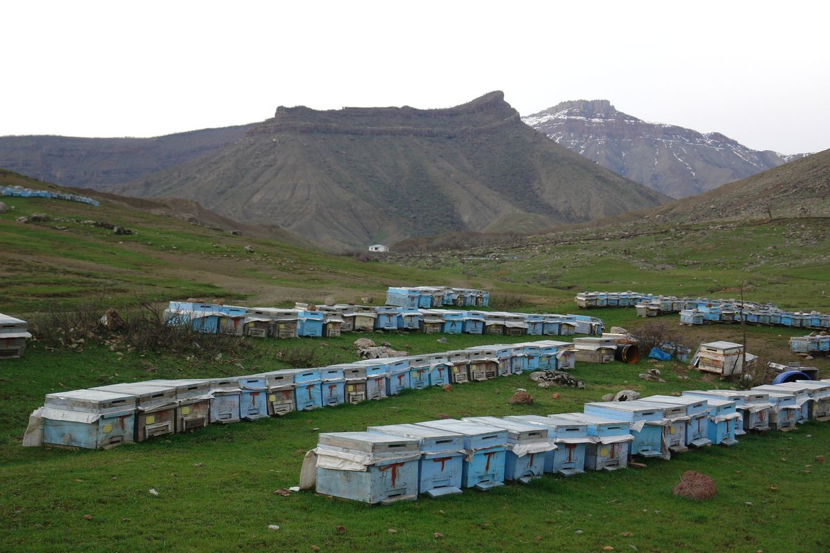Şemdinli Balkayalar Balı Her Derde Deva