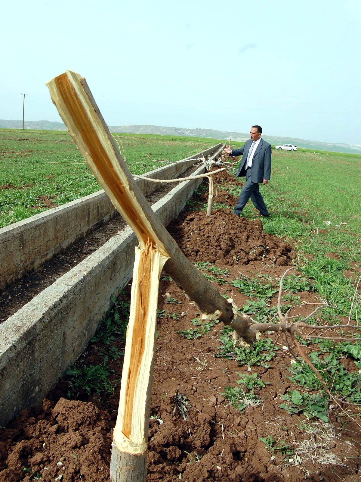 Adıyaman\'da 33 Adet Meyve Ağacı Kesildi