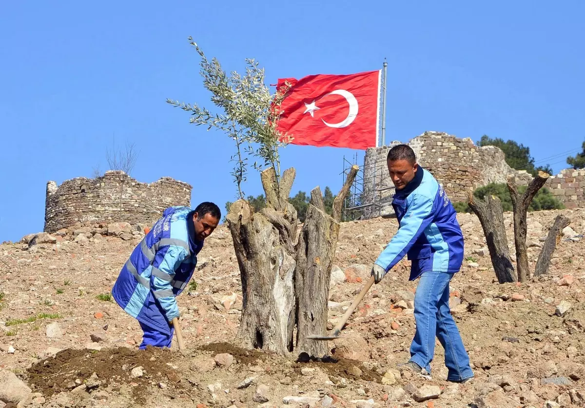 İzmir Kadifekale\'de "Zeytin Ormanı" Kuruluyor