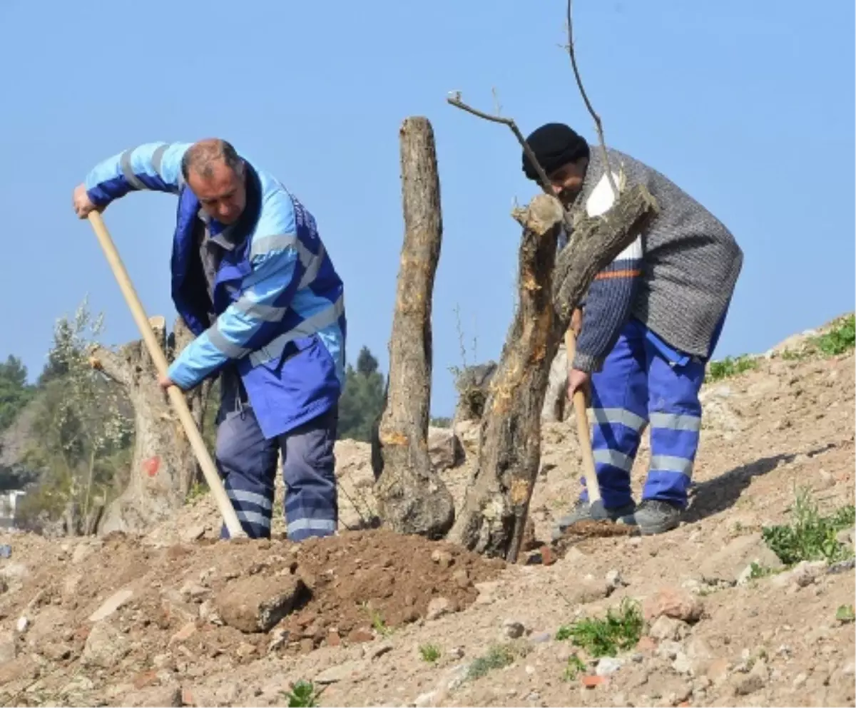 Büyükşehir, Kale\'ye "Zeytin Ormanı" Kuruyor