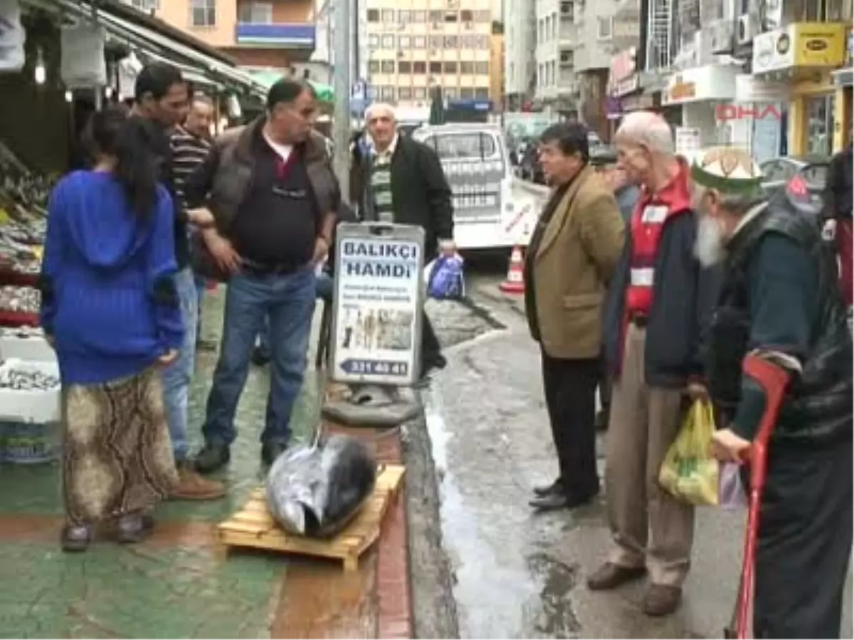 Kocaeli Dev Orkinos Görenleri Şaşırttı