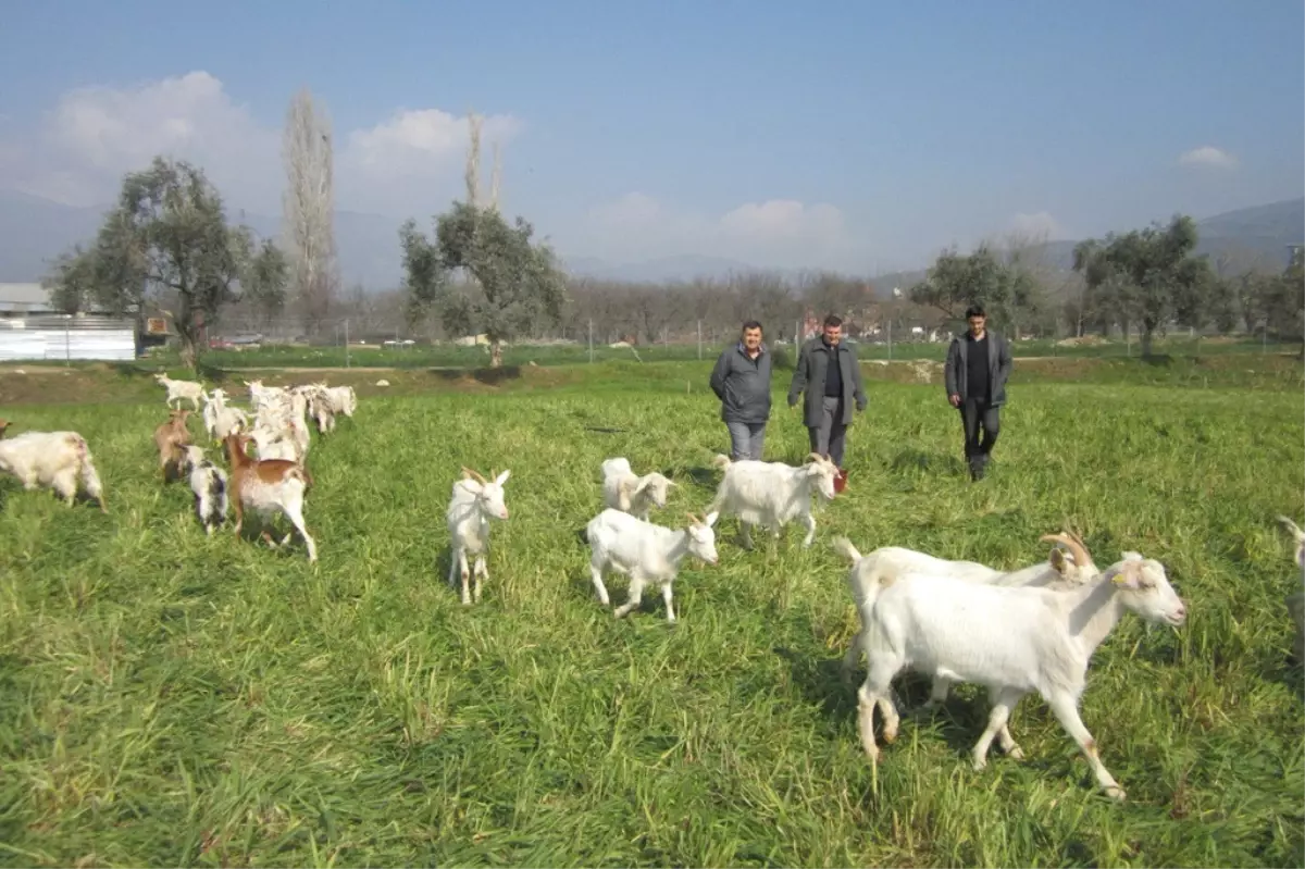 Saanen Keçileri Vatandaş İçin Gelir Kapısı