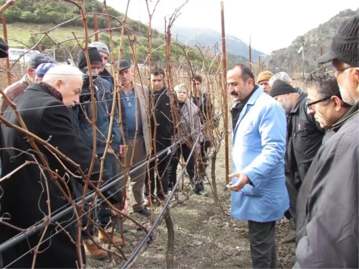 Tarım Müdürlüğünden Bağda Budama Eğitimi