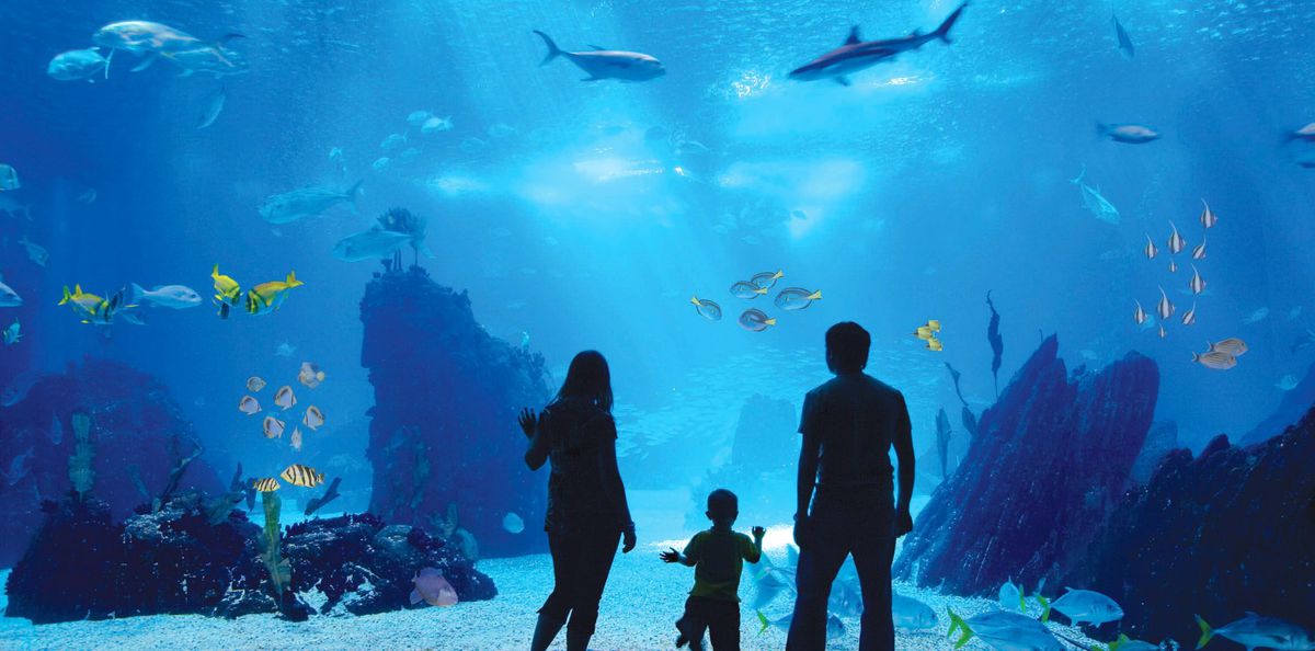 Aquarium\'da Evlilik Teklifi