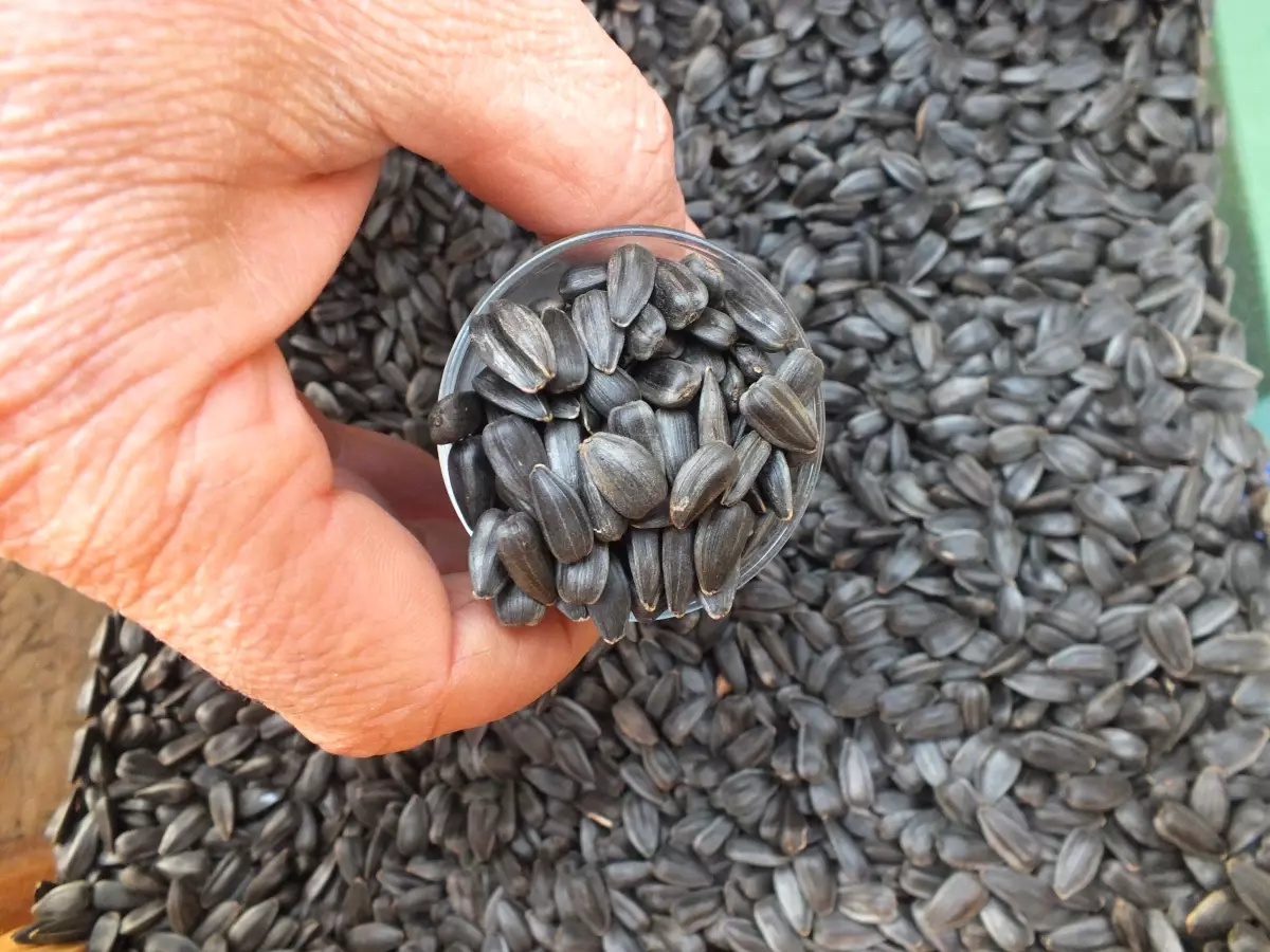 Ayçekirdeğinin Faydaları