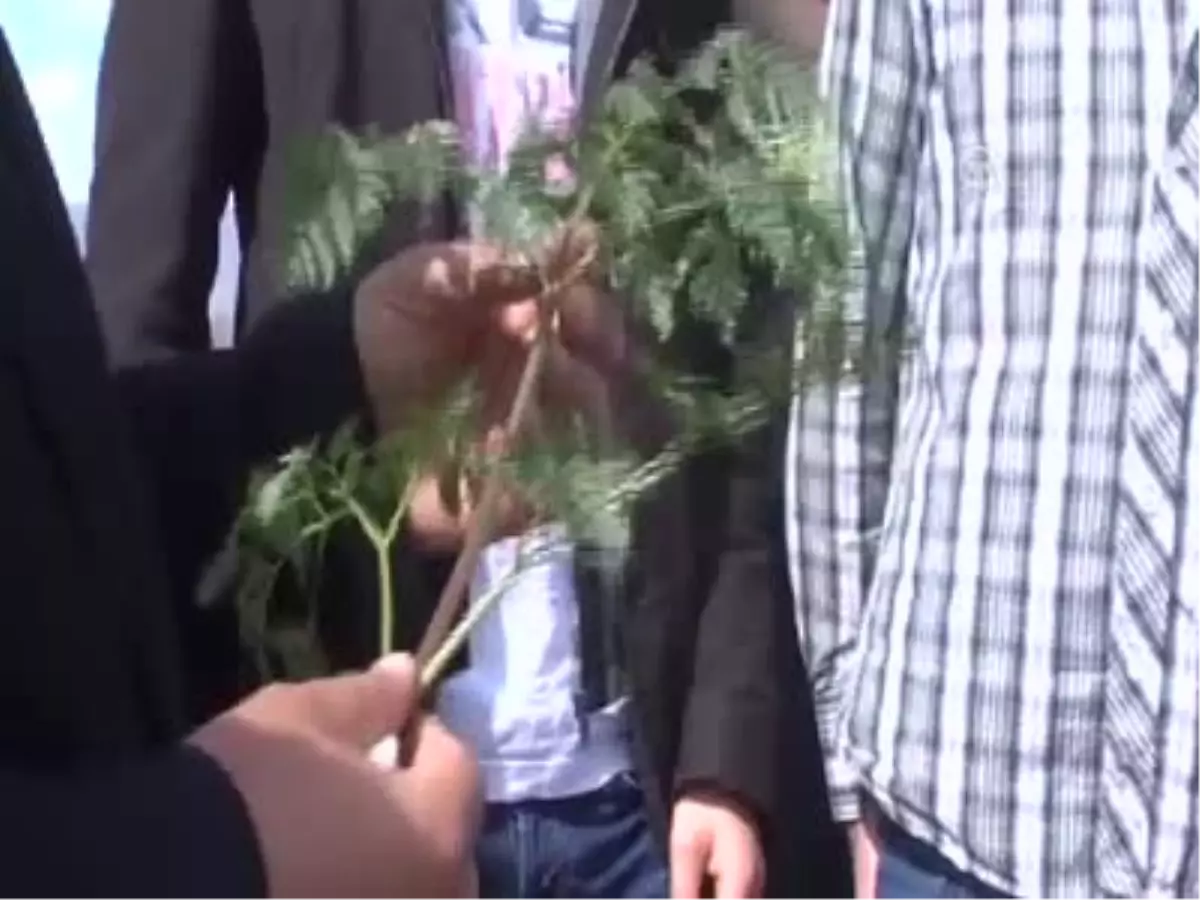 Öldürücü Bitkiye Dikkat