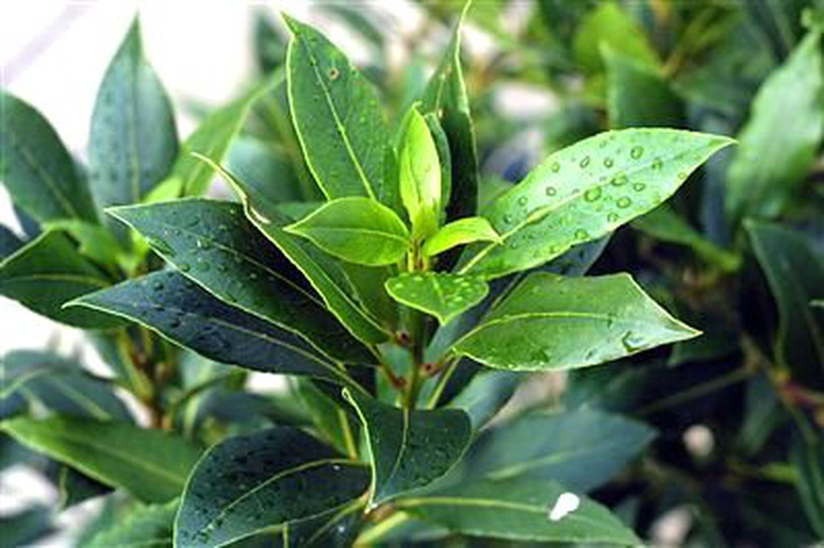 Havza\'da Tıbbi ve Aromatik Bitki Yetiştiriciliği Kursu Açıldı