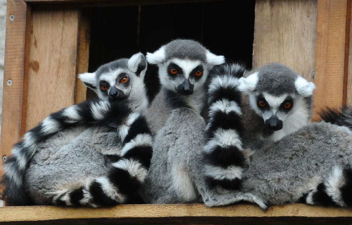 Lemurlar İzmir\'i Çok Sevdi