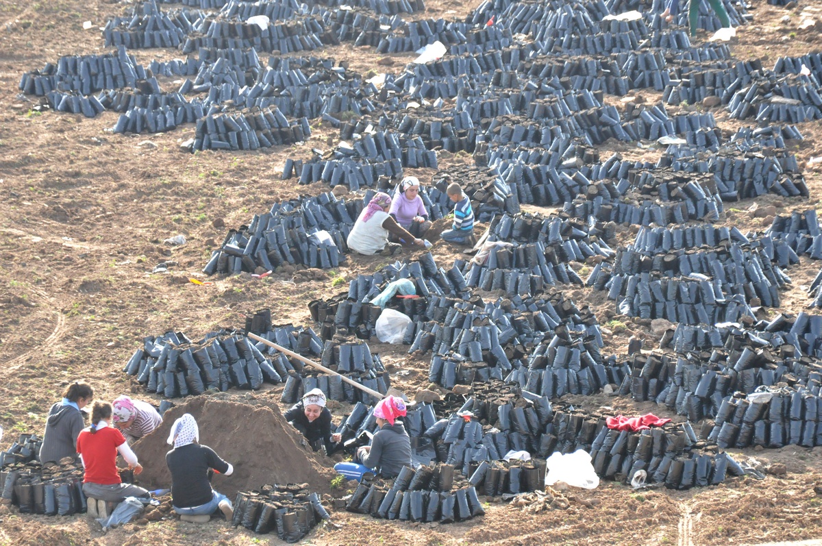 Siirt\'te Fidancılık Suriye Krizi ile Zor Durumda