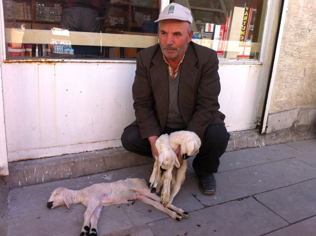 Yozgat\'ta Doğan Kuzular 24 Saat İçinde Ölüyor