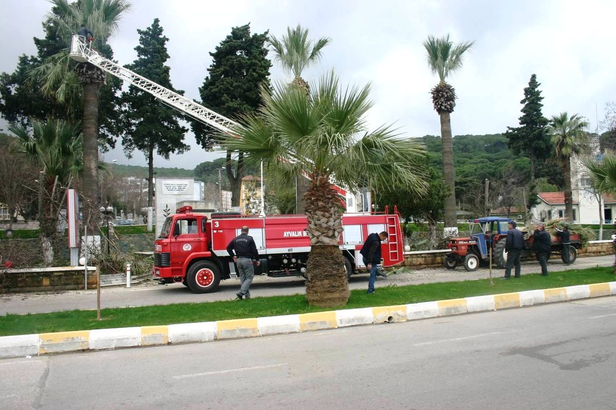 Ayvalık\'a Ağaçlar Budanıyor
