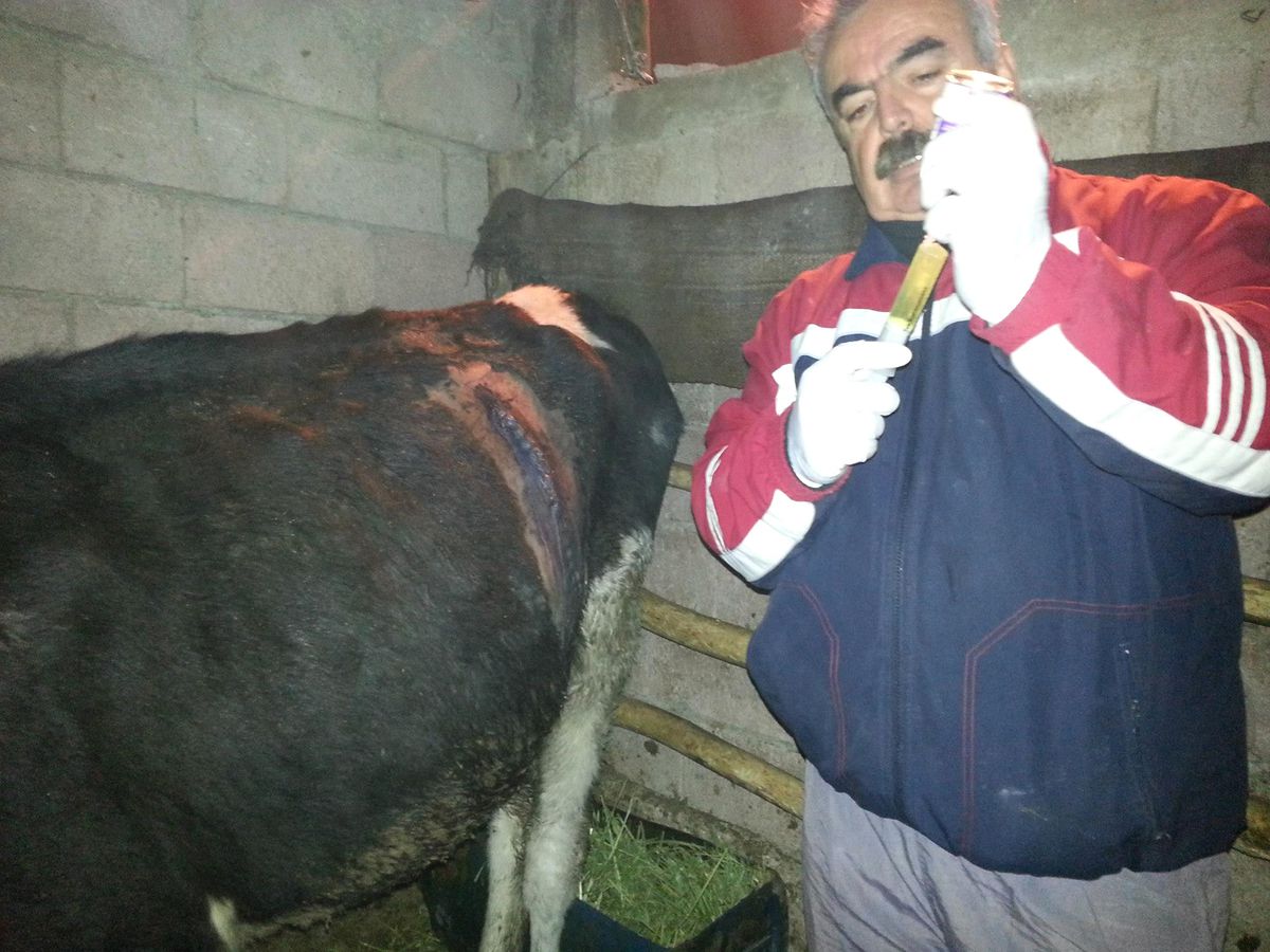 Aç İnek Urgan Yedi!