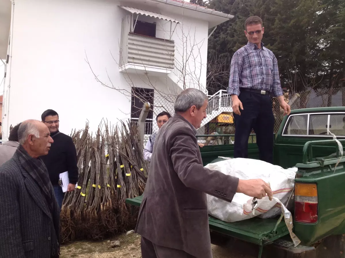 Pazarlar'da Ücretsiz Ceviz Fidanı Dağıtıldı