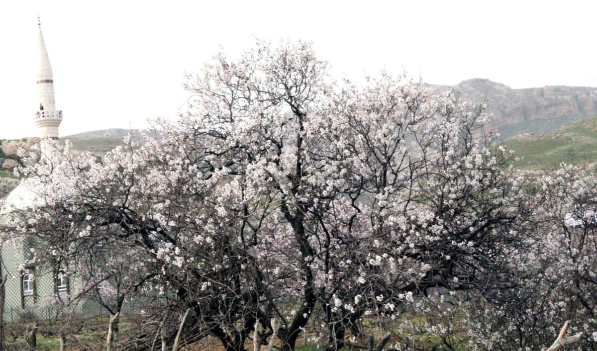 Silvan\'da Badem Ağaçları Çiçek Açtı