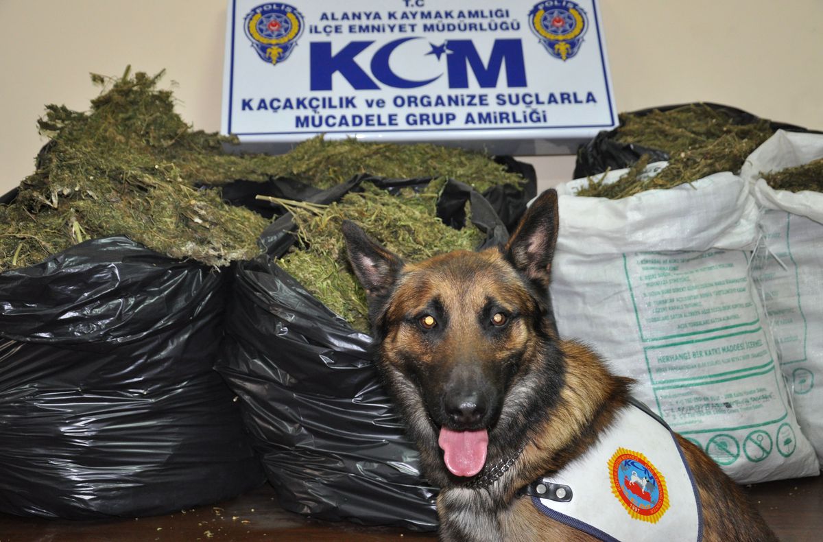 Alanya\'da 74 Kilo Esrar Ele Geçirildi