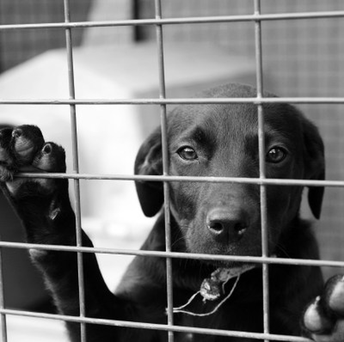 Bakıma Muhtaç Kedi ve Köpeklerin Koruyucu Meleği Olun